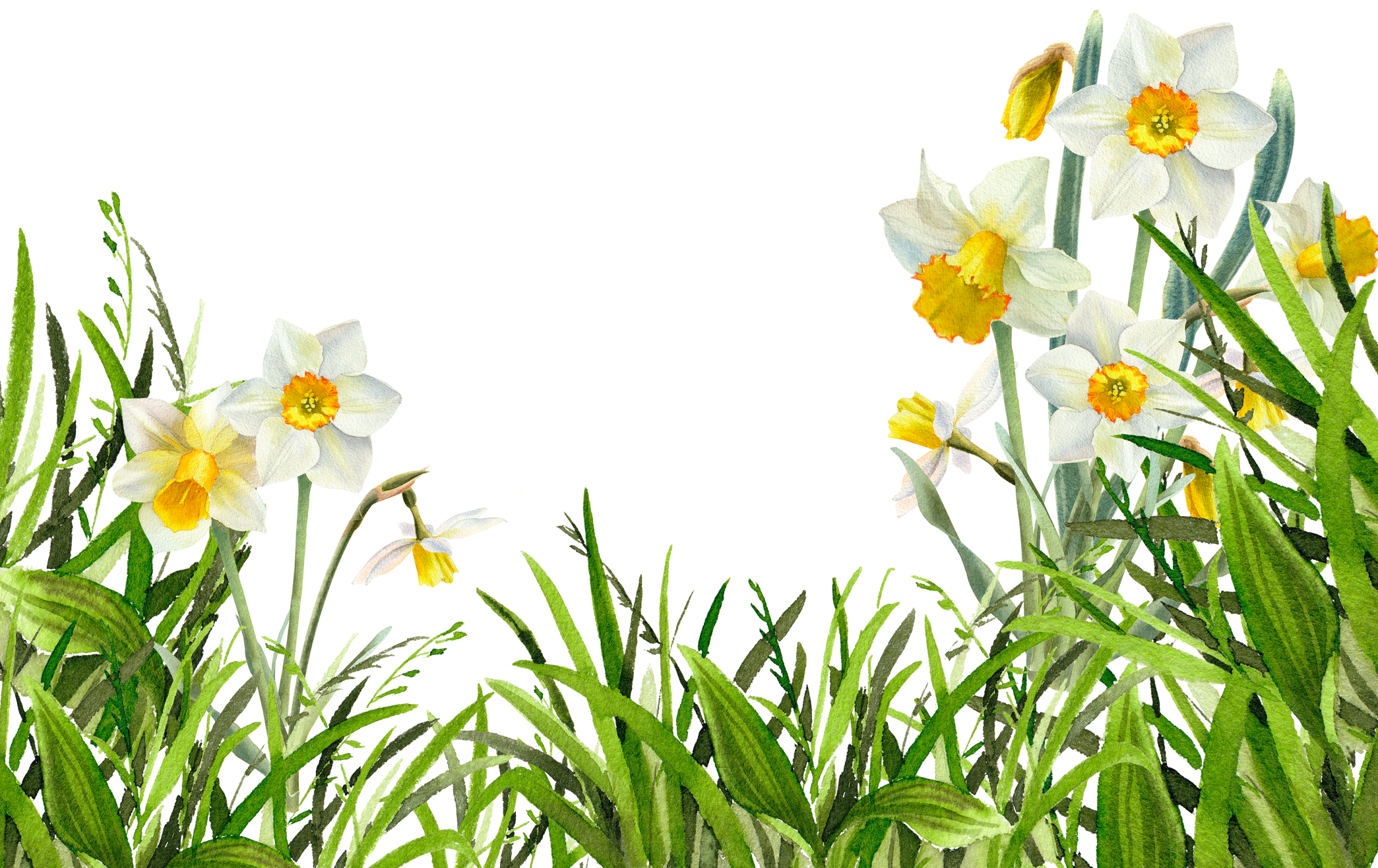 Watercolor green grass with narcissus flowers. Spring background. Easter card